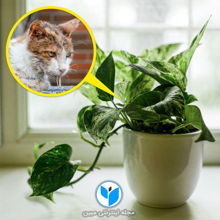 10 گیاه که می توانند به گربه ها آسیب برسانند (و چند گیاه دیگر که برای گربه ها مفید هستند)
