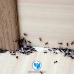 بدون استفاده از مواد شیمیایی خطرناک حشرات را از منزلتان دور کنید