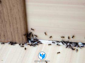 بدون استفاده از مواد شیمیایی خطرناک حشرات را از منزلتان دور کنید